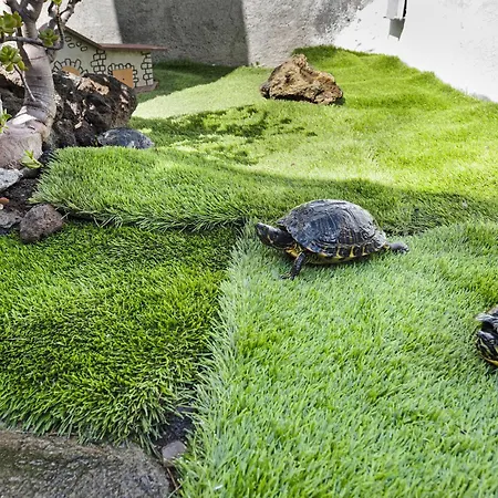 Casa Evarista Ferienhaus Icod De Los Vinos