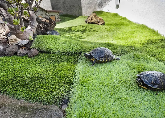 Casa Evarista 度假居 伊科德·德·洛斯·维诺斯